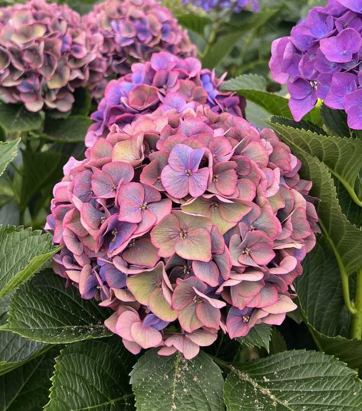 Snijhortensia Dazzle, Classic