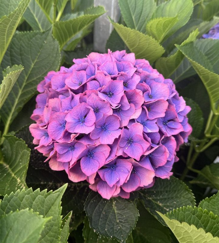 Snijhortensia Dazzle, vers