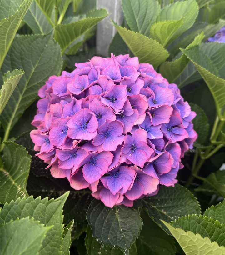 Snijhortensia Dazzle, vers
