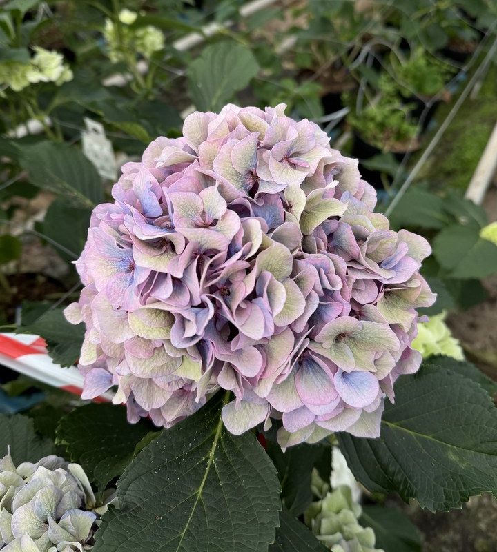 Snijhortensia Houdini, Classic