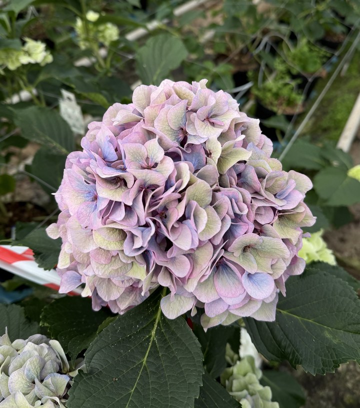 Snijhortensia Houdini, Classic