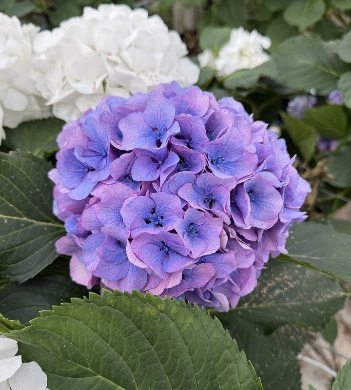 Snijhortensia Houdini, vers