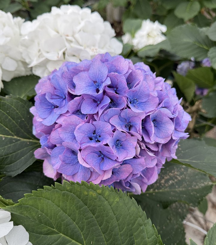 Snijhortensia Houdini, vers