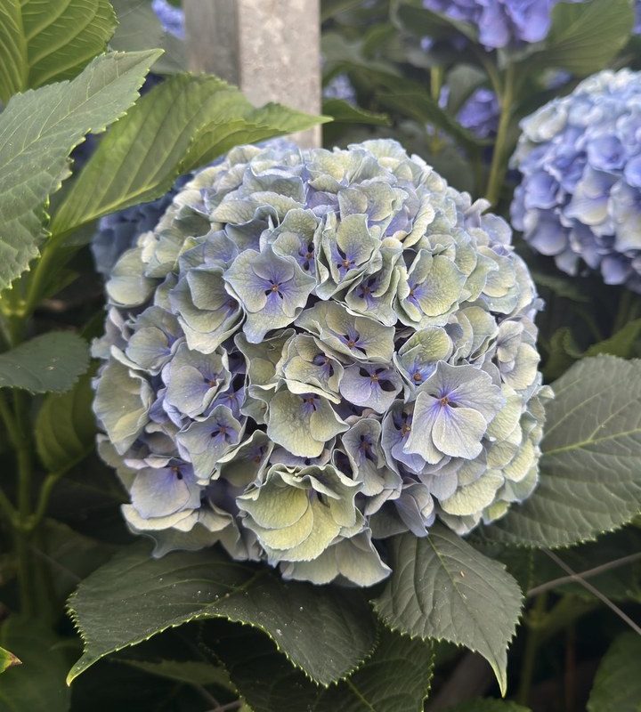 Snijhortensia Pompidou, Classic