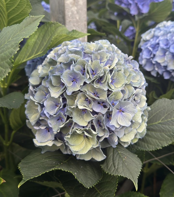 Snijhortensia Pompidou, Classic