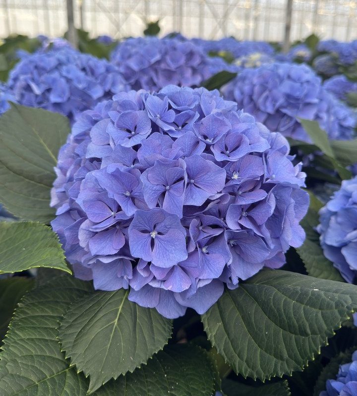 Snijhortensia Pompidou, vers