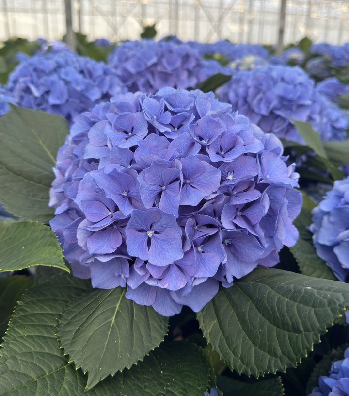 Snijhortensia Pompidou, vers