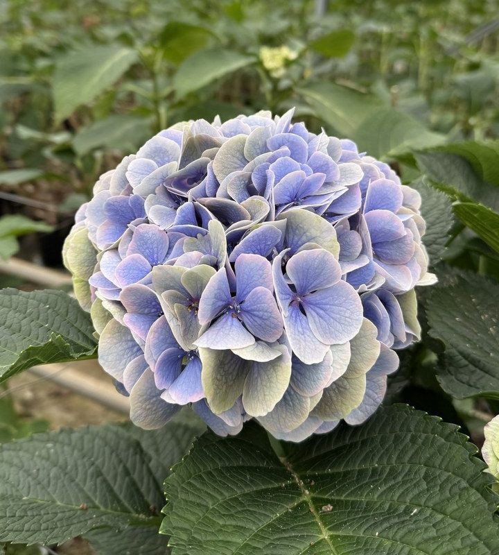 Snijhortensia Valerie, Classic