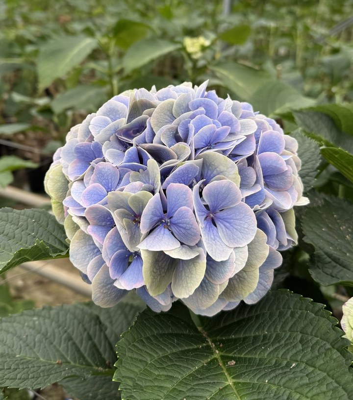 Snijhortensia Valerie, Classic