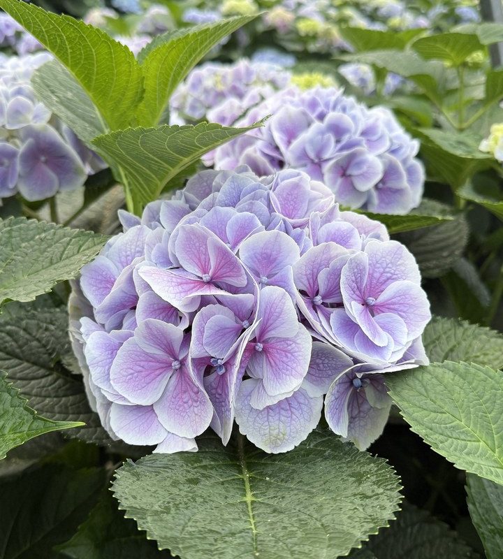 Snijhortensia Valerie, vers