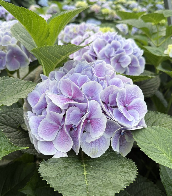 Snijhortensia Valerie, vers
