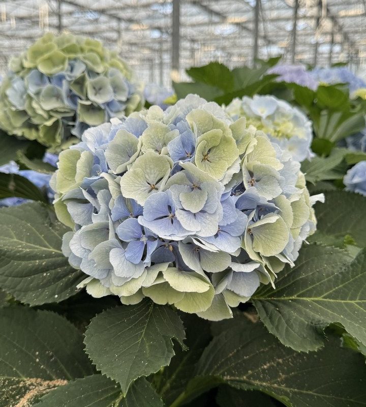 Snijhortensia Verena, Classic