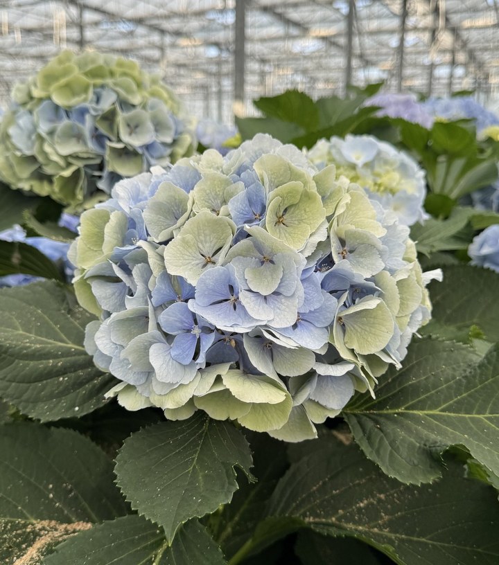 Snijhortensia Verena, Classic