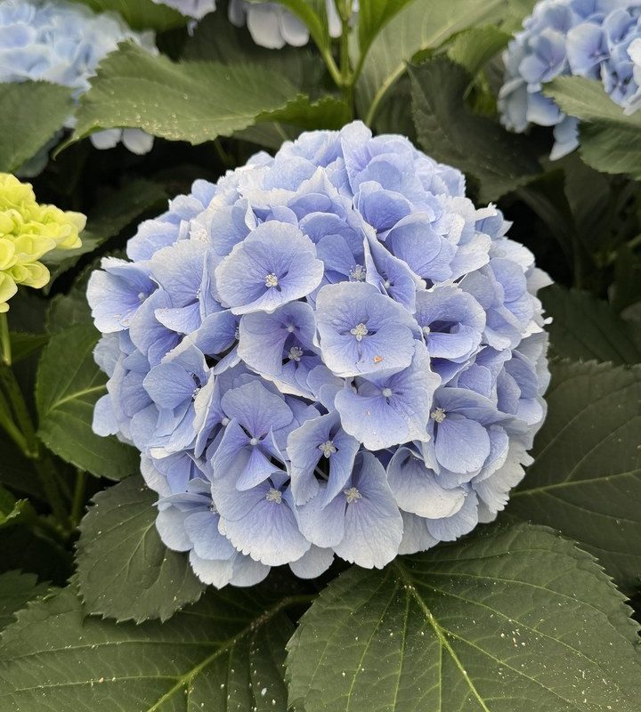 Snijhortensia Verena, vers