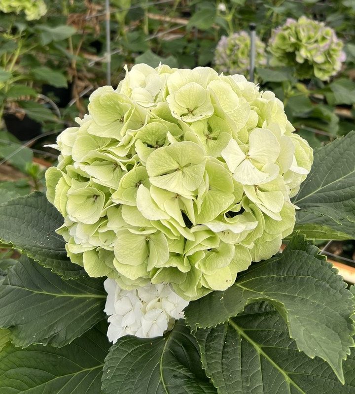 Snijhortensia Wit Verena, Classic