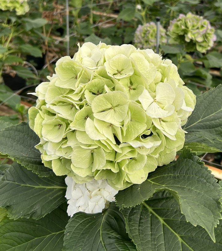 Snijhortensia Wit Verena, Classic