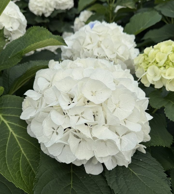 Snijhortensia Wit Verena, vers