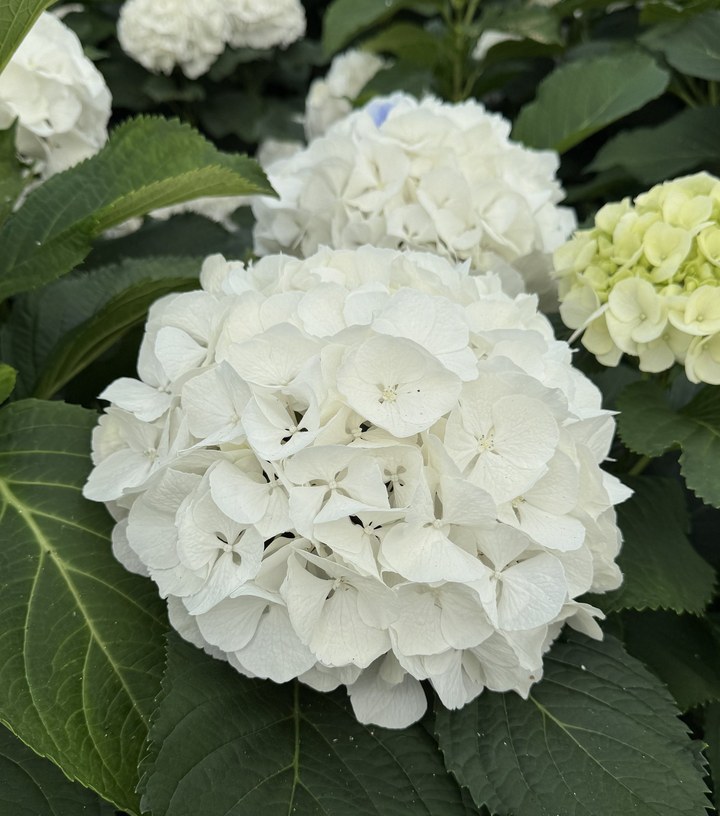 Snijhortensia Wit Verena, vers